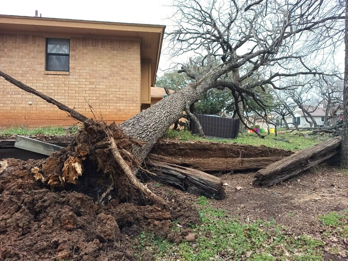 Emergency deployment: an uprooted oak tree fallen against a brick home after a storm