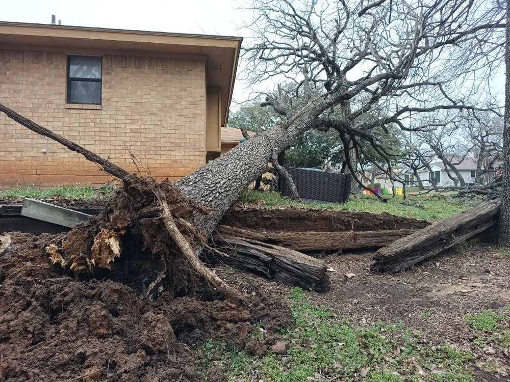 An uprooted oak fallen against the brick wall of a home after a storm